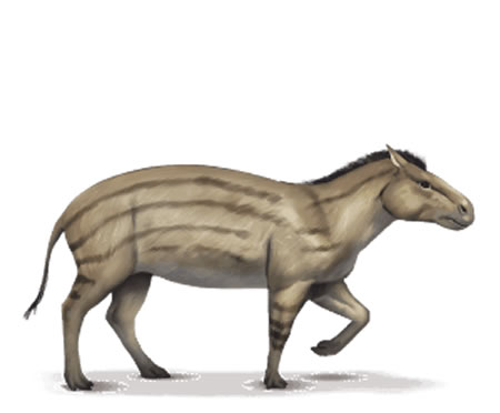 Hyracotherium.